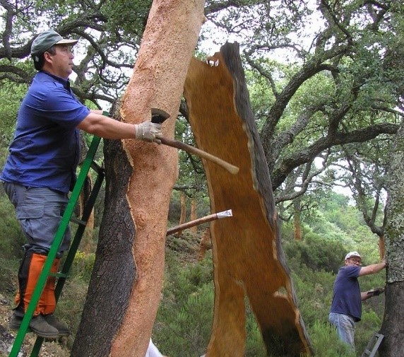 Cork oak