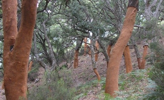 Cork oak