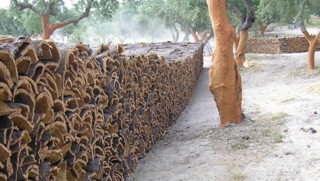 Cork oak