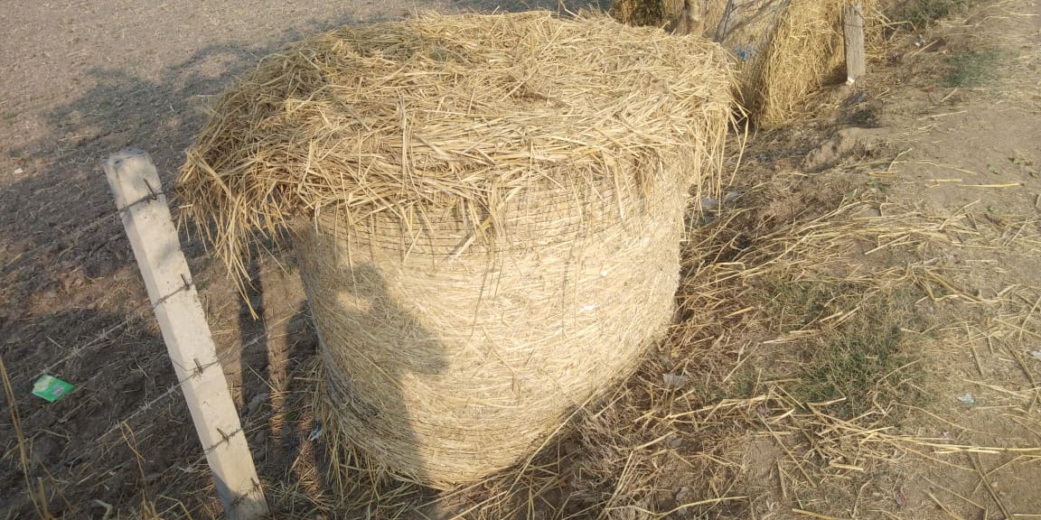 Rice straw