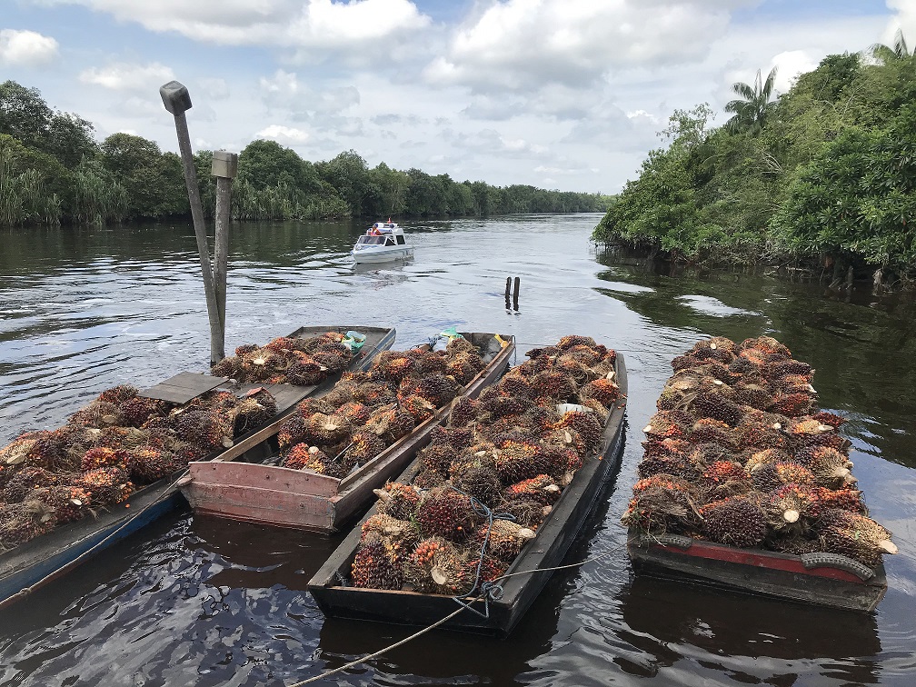 palm oil