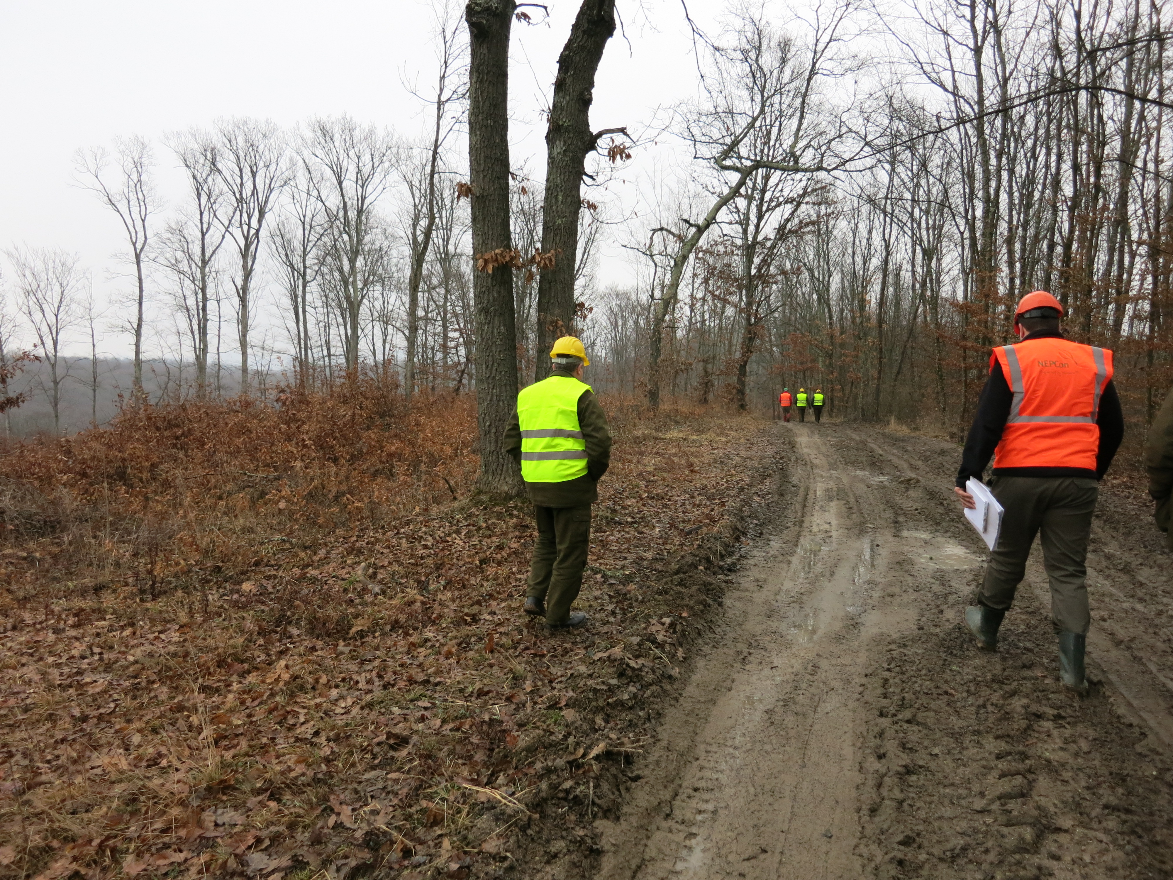 forest inspection