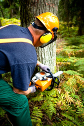 lumberjack