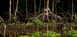 mangrove forest