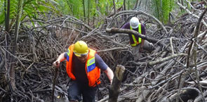 Walking through mangrove