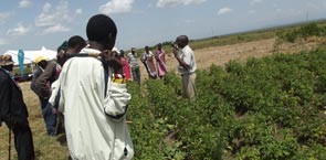 Men in the field