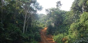 Road in tropical forest