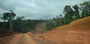 forest in Gabon
