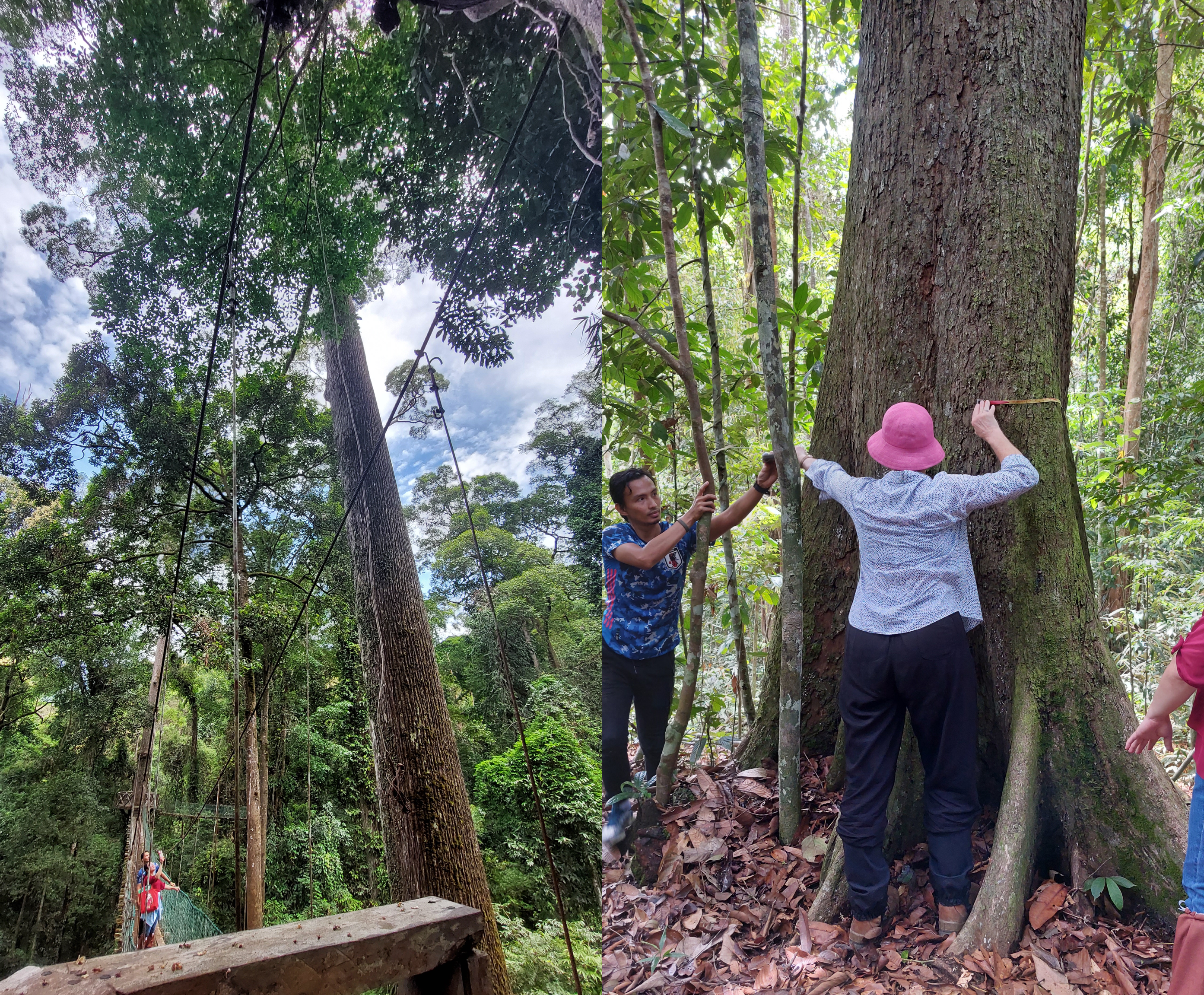 measuring trees