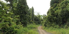 Road in Forest