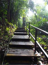 Stairs in forest