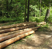 Sunny-logs-(2).jpg 