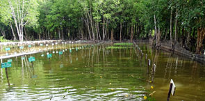 Underwater nursery