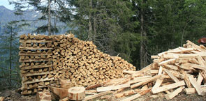Wood pile in forest