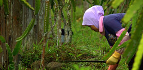 Working in the mangrove