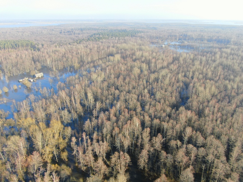 Zalgiriai forest 