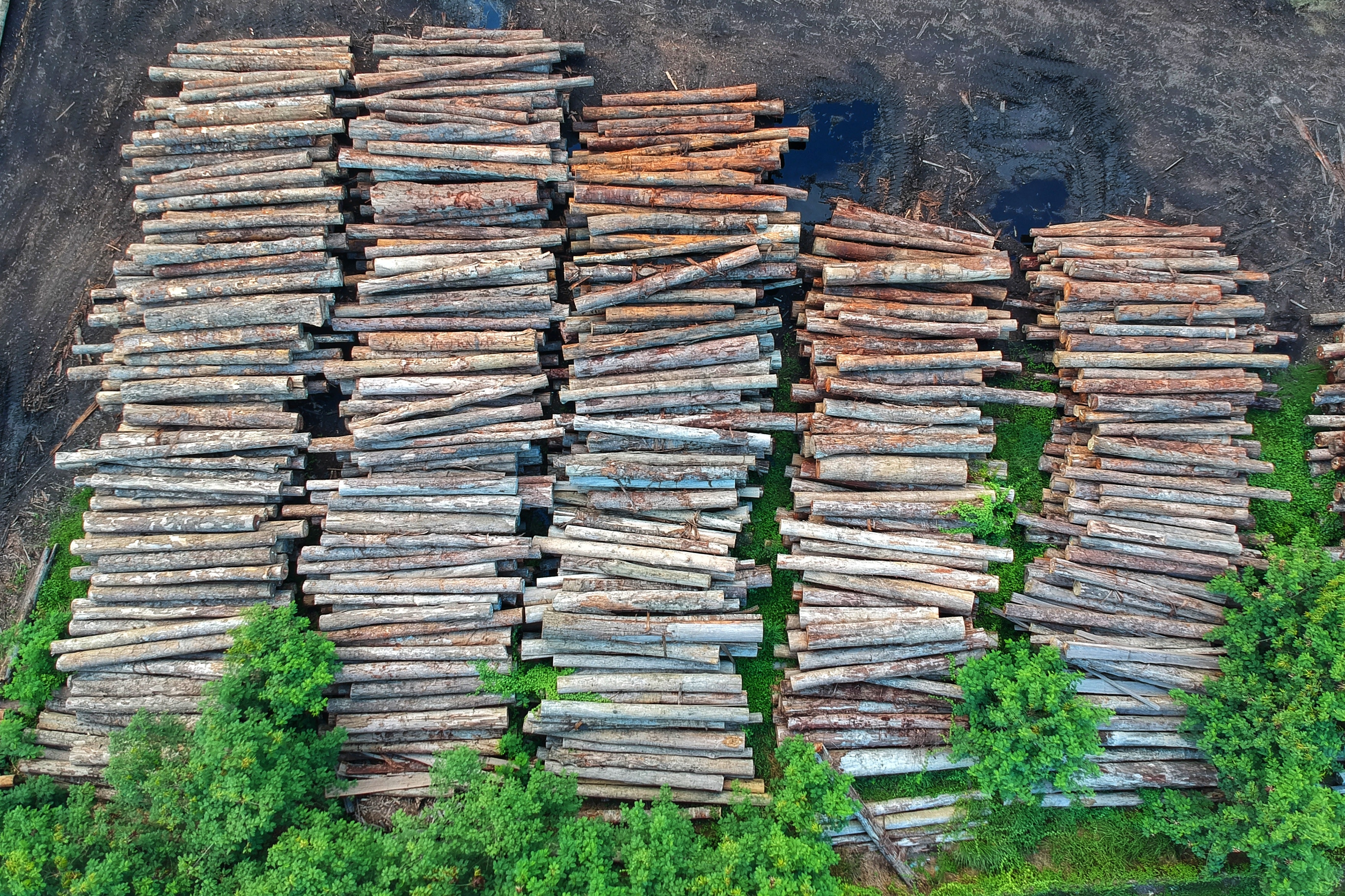 deforestation