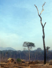 deforestation-170.jpg 