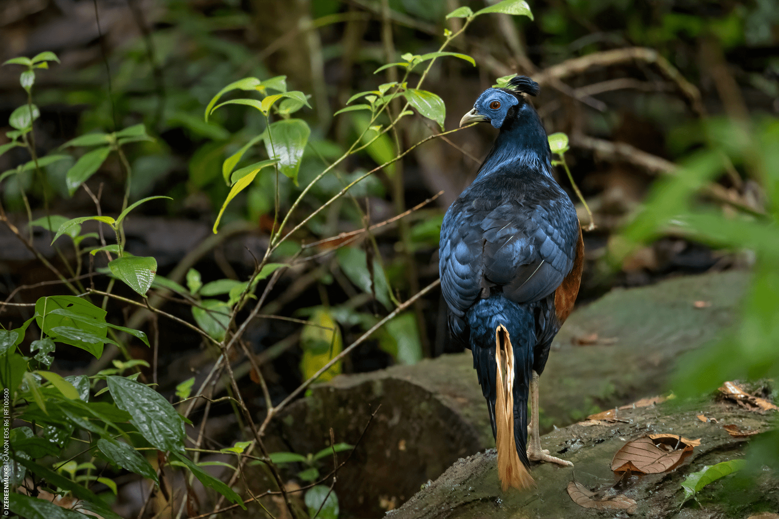 Maliau Basin wildlife