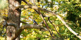 Nice tree with woodpecker