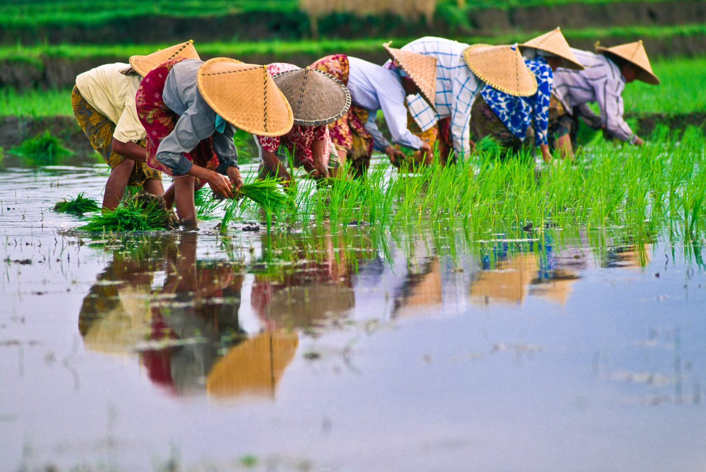 Rice farmer 