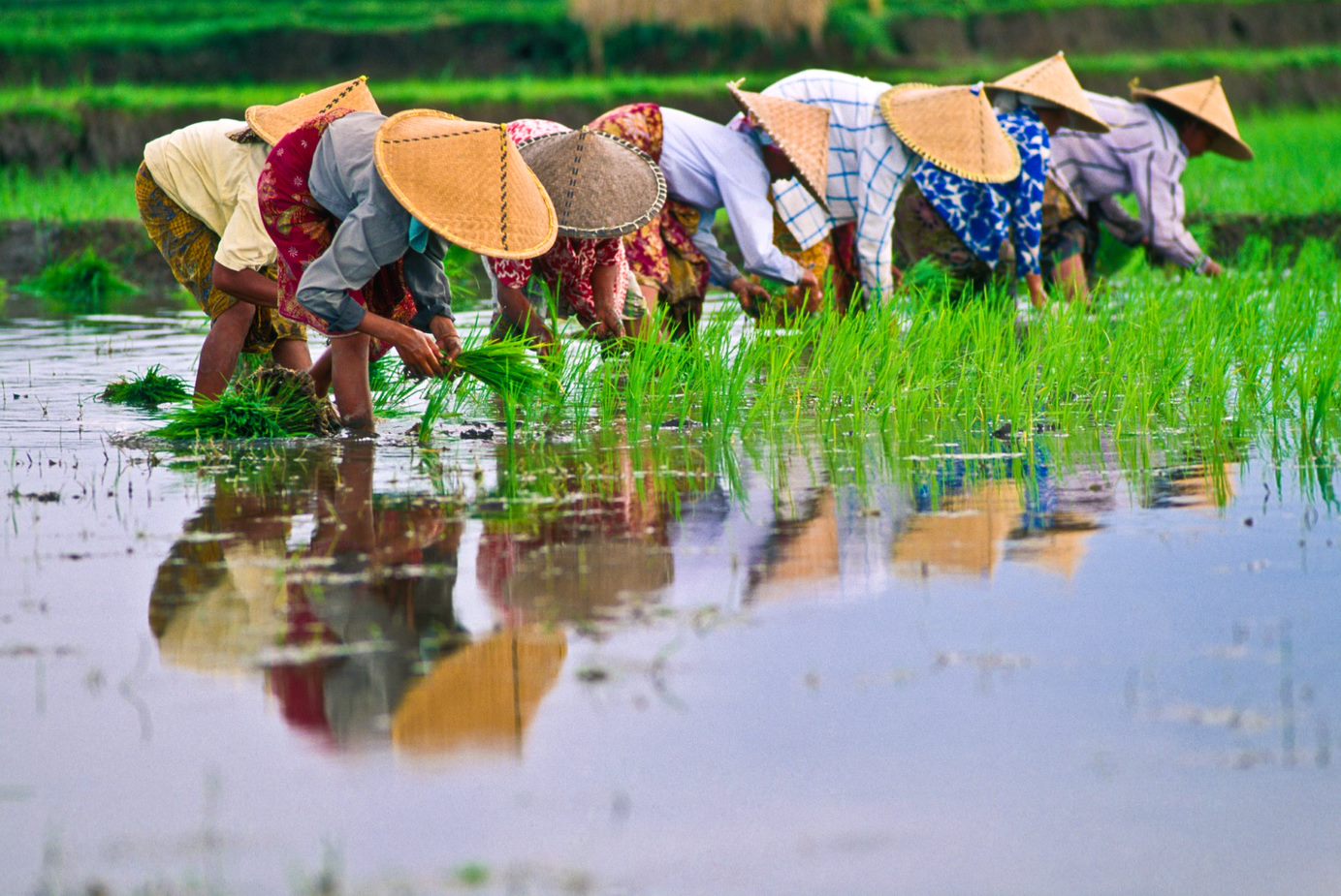 Rice farmer