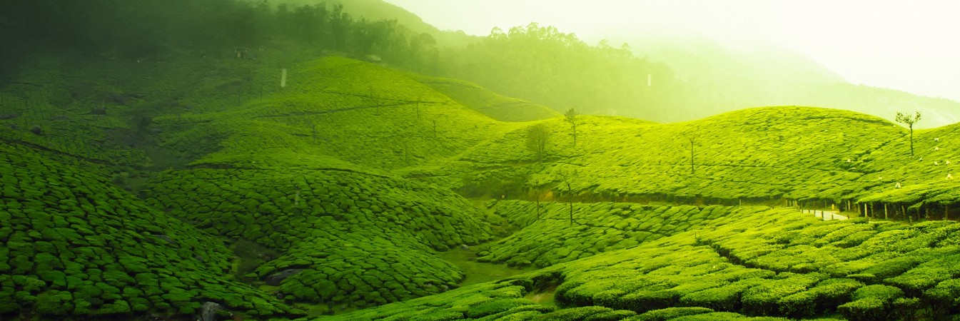 tea plantation 