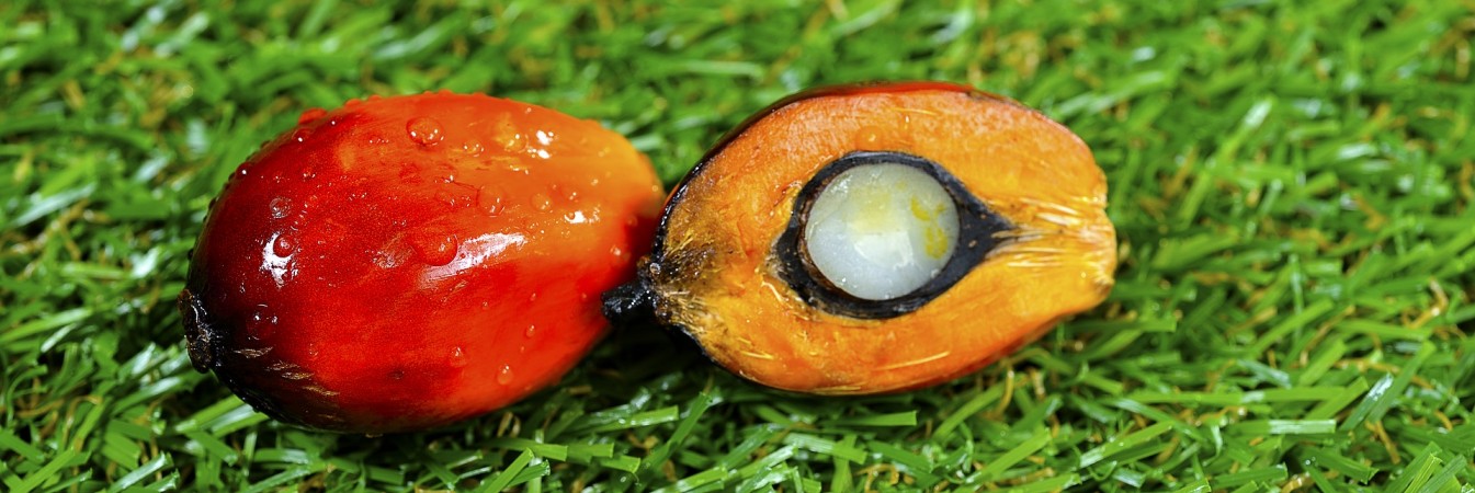 palm oil fruit 