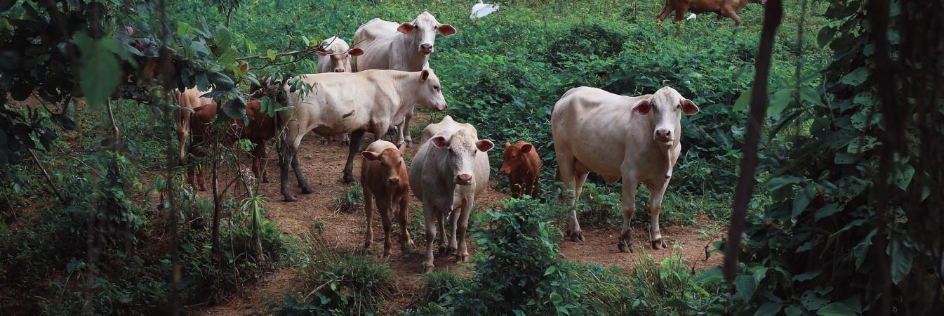 Cattle deforestation 