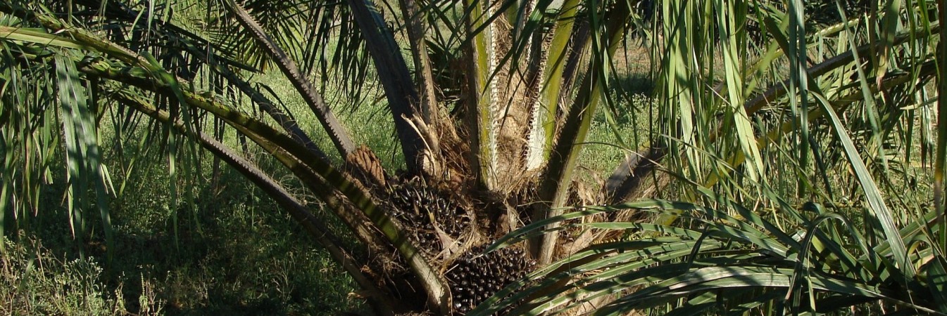 Palm oil plantation 