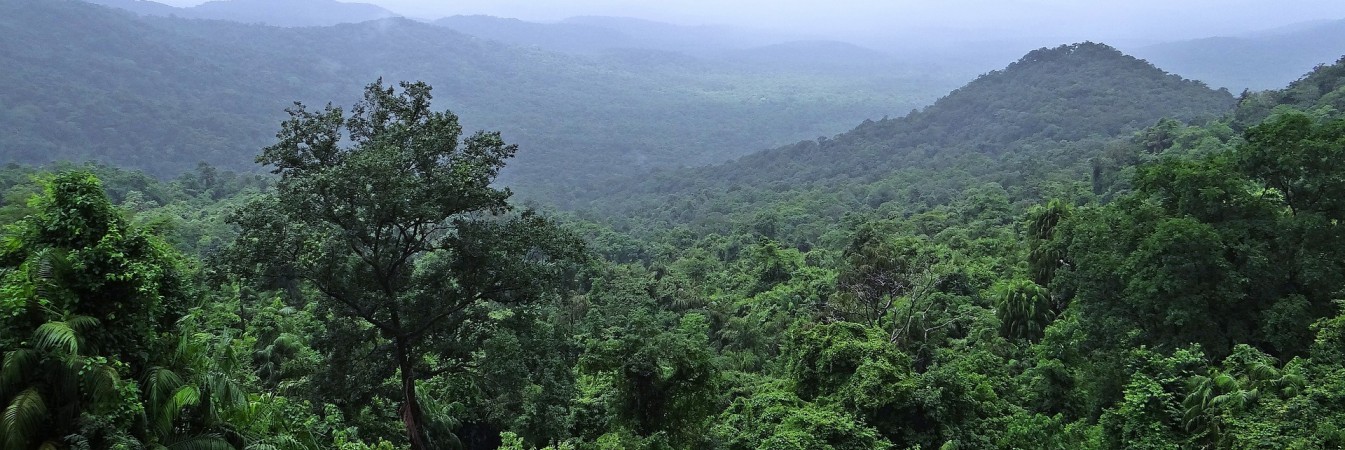 Rainforest 