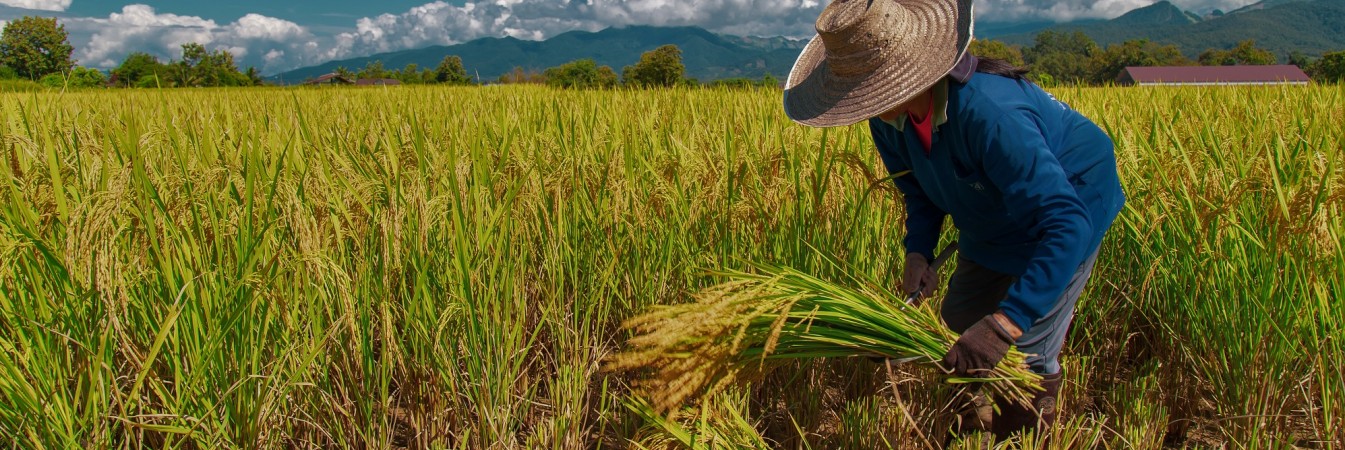 Rice field