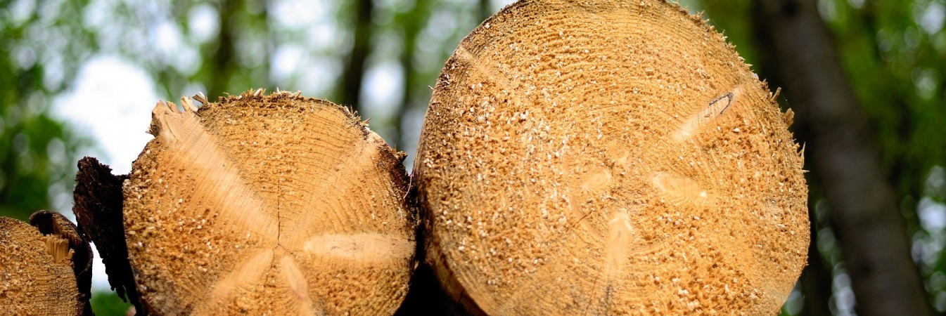 Strengthening the capacity for timber actors in Rwanda