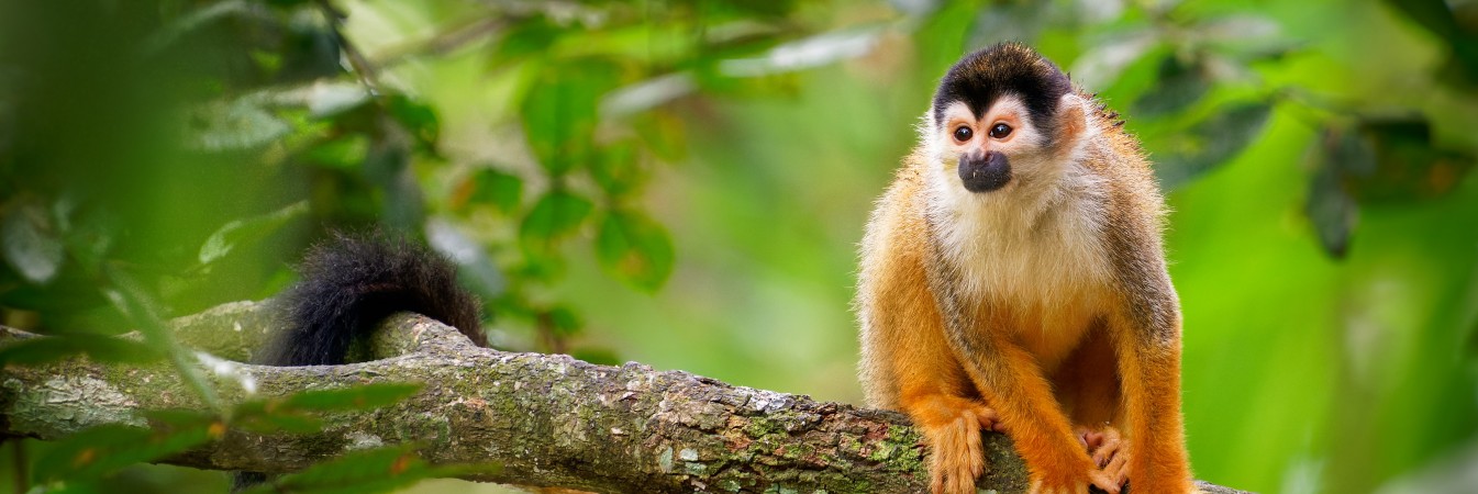 Squirrel monkey