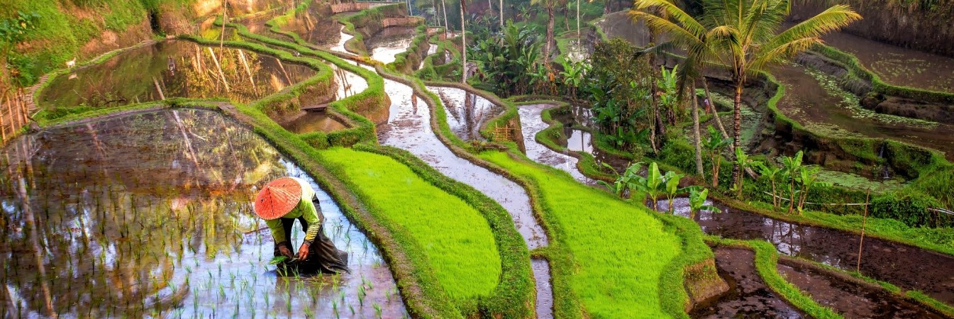 Low Carbon Rice: Reducing climate impact of rice production in Indonesia