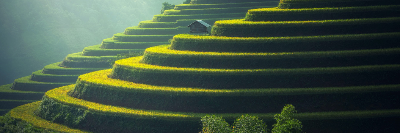 japan rice field