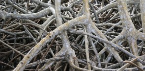 Mangrove roots