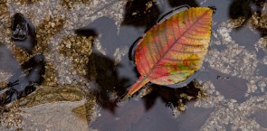 Leaf floating in stream