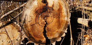 Wood