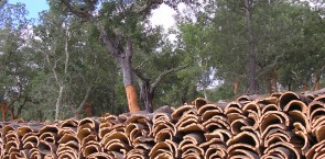 Cork oak