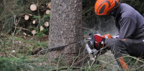 Når danske skovejere og entreprenører fælder træer, er det primært for at sikre produktion af kvalitetstræ til en lang række produkter 