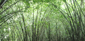 bamboo plantation