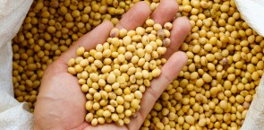 Soy bean