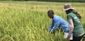 Rice field