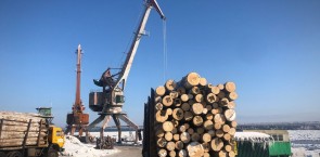 Der FSC Russland verstärkt den Kampf gegen den illegalen Holzeinschlag