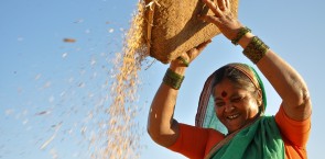 Rice farmer - India