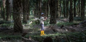 Workers - Palm oil plantation 