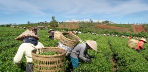 Ethical sourcing system certification