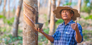 Rubber now included as a forest risk commodity