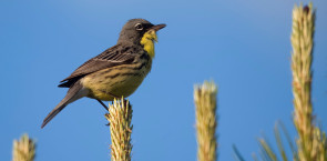 Kirtlands Warbler 